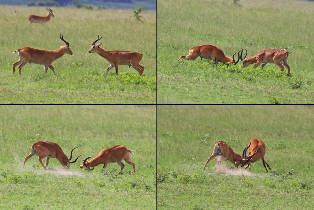 13-Day Uganda Safari
