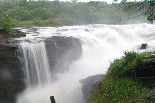 11 Days Uganda wildlife and Gorilla safari