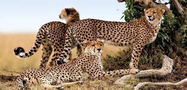 Kenya