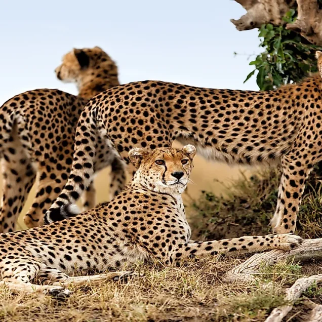 Kenya