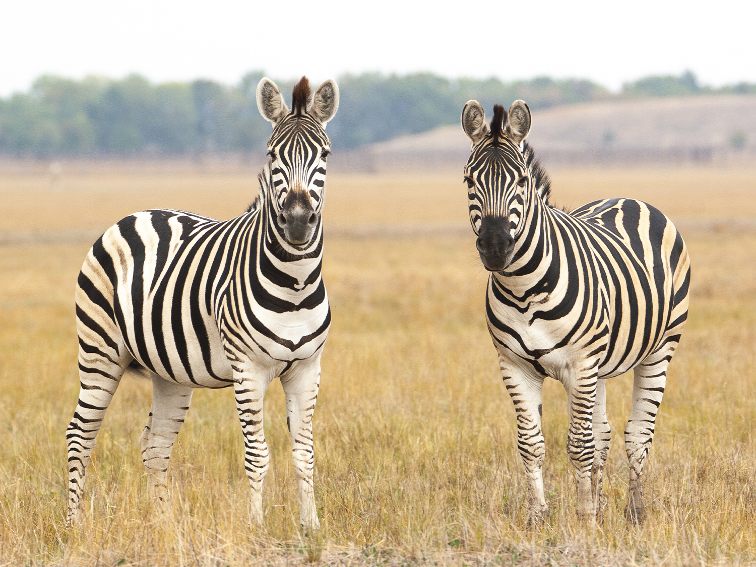 Wildlife Safaris