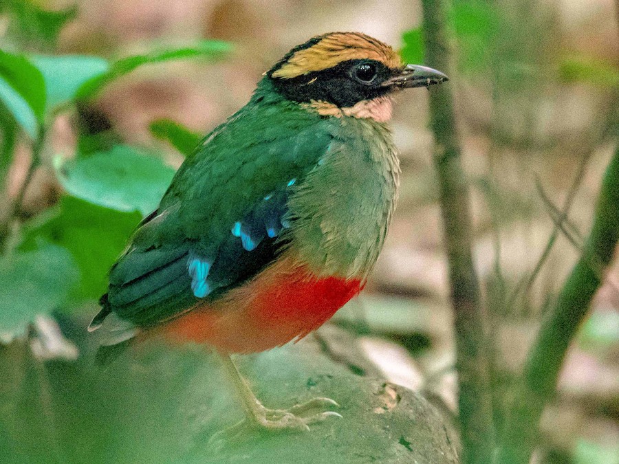 Birding Safaris