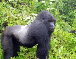 Gorilla Tracking