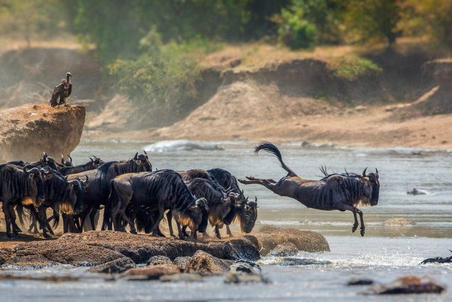 4 -Day Serengeti flying safari