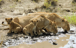 8-Day Tanzania Wildlife & Zanzibar Beach Holiday