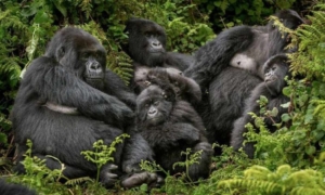 Rwanda
