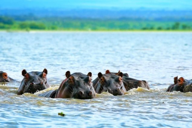 5 Days Masai Mara, Lake Nakuru & Lake Naivasha safari