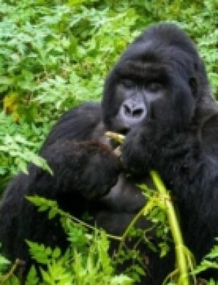 8-Days-Uganda-Gorilla-Safari-300x180 (1)