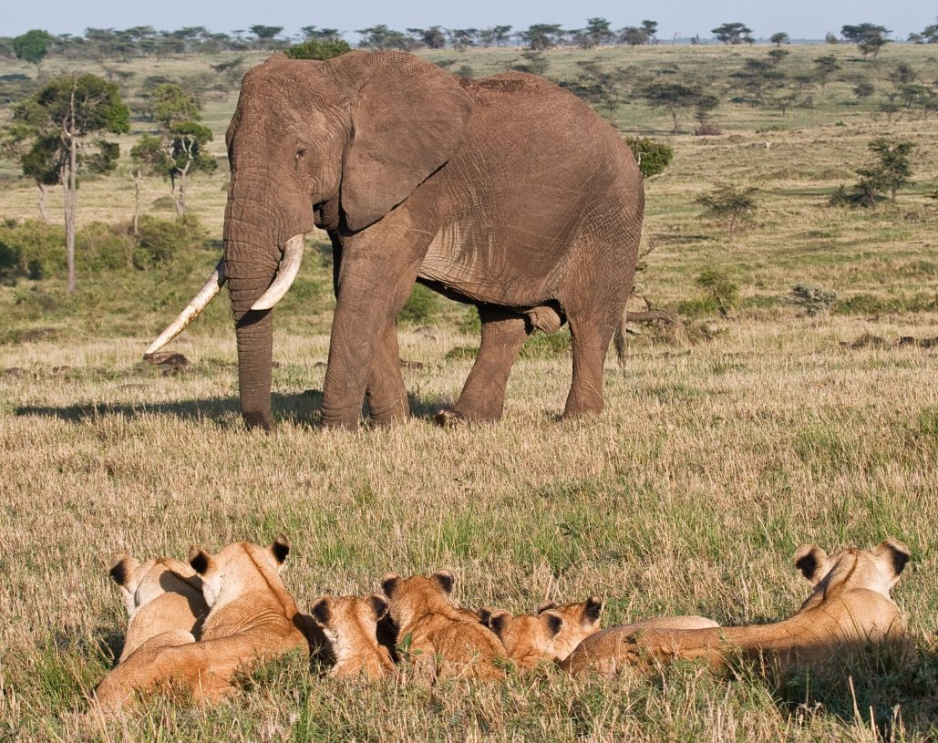 Elephants in Masai