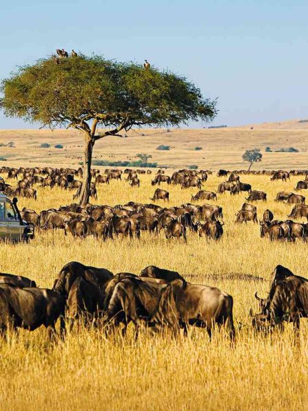 Masai Mara