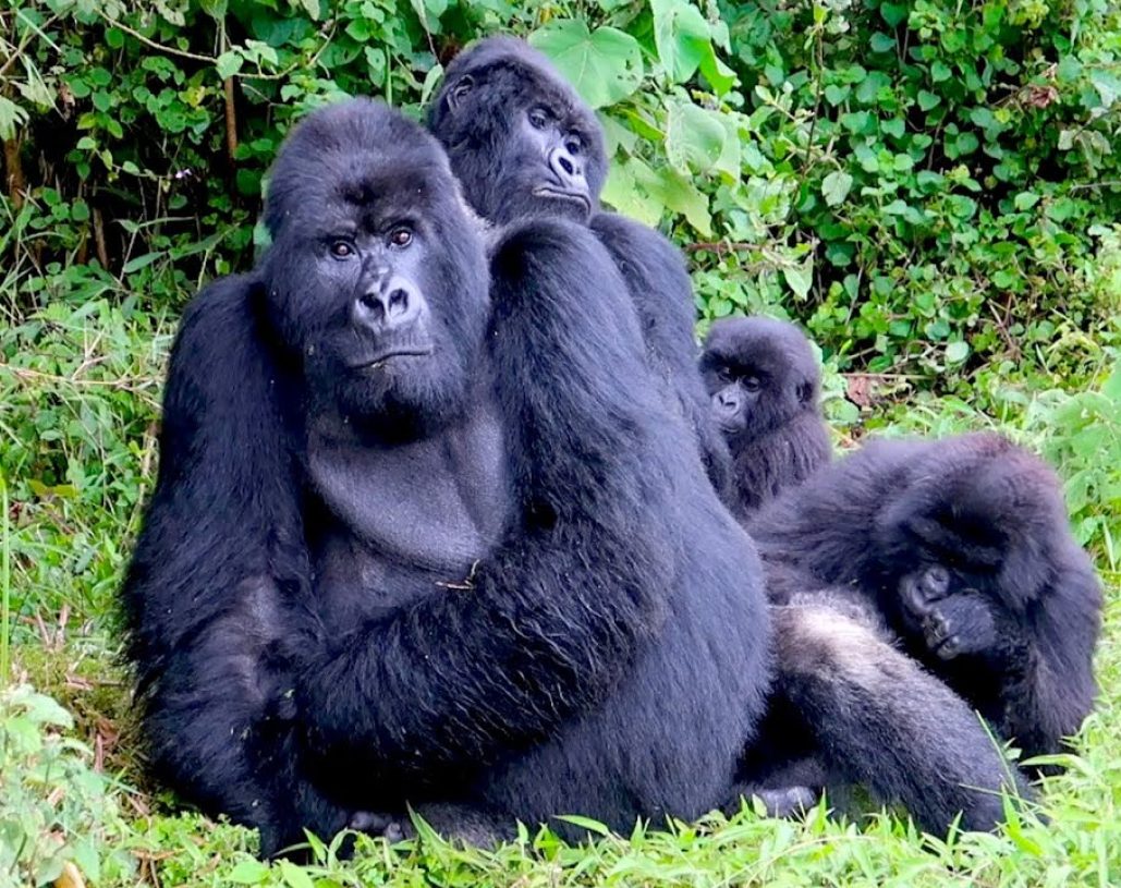 gorilla-trekking-guide
