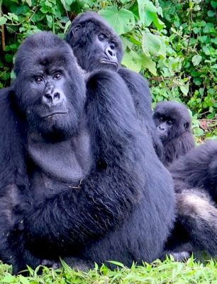 gorilla-trekking-guide